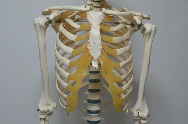 浜辺の骨 耳石 魚の骨 肩甲骨 浜辺の骨 耳石 魚の骨 肩甲骨