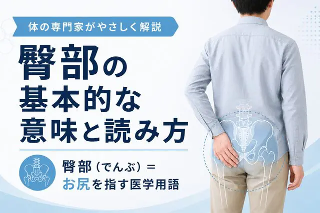 臀部とはどこ？医療現場で使う正しい意味と使い分け | 湘南カイロ 